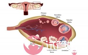 做泰国试管婴儿时卵泡长不大怎么办？