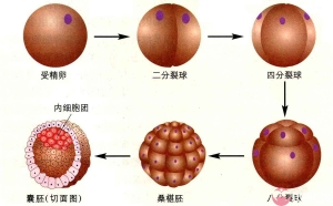 泰国试管婴儿囊胚移植的优势