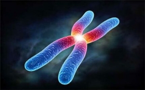 染色体异常第三代试管可以做吗？一起来研究下