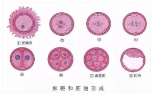 试管移植囊胚几天着床？移植后需要注意什么-泰国试管婴儿百科