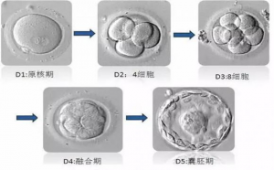 最新三代试管婴儿私立医院大全之泰国全球生