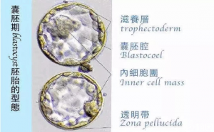 为什么冻卵的价格区别这么大？什么原因你知道？