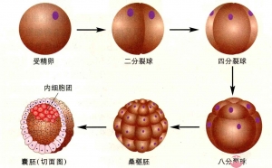 2022年新鲜出炉美国试管婴儿医院之PF