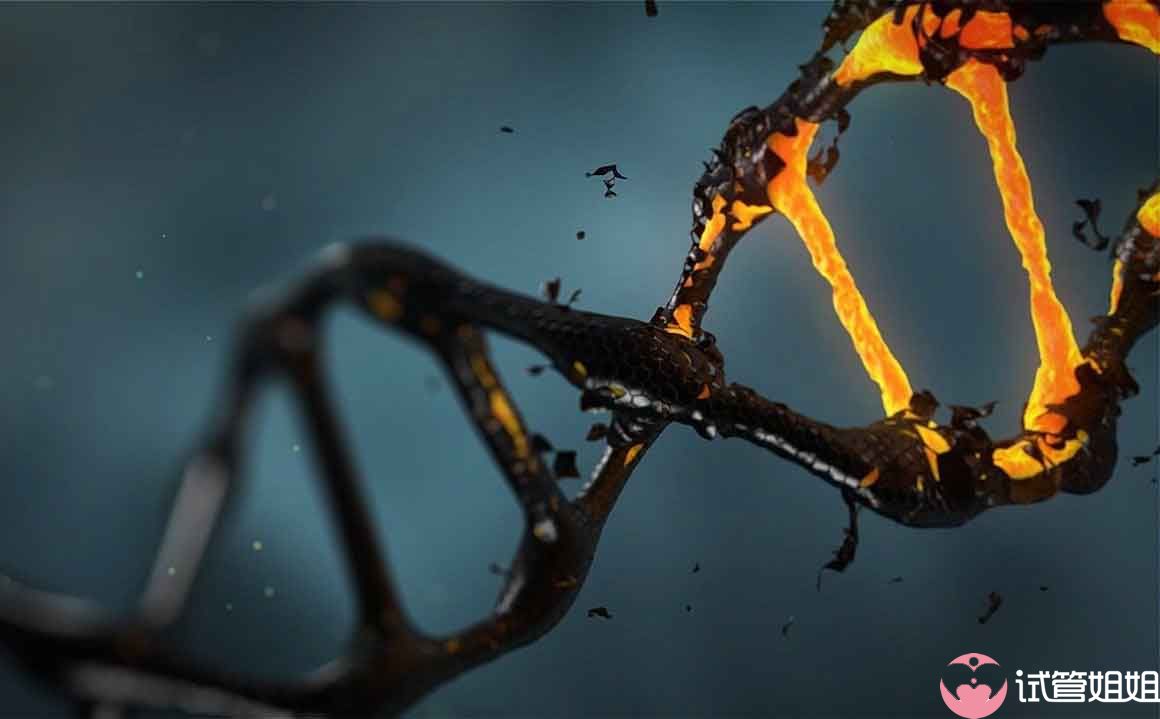 因此精子DNA碎片率对成功率影响重大