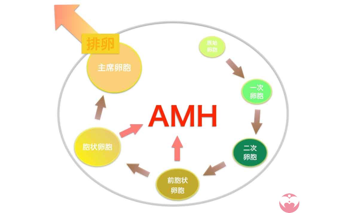 AMH可以评估卵巢储备功能