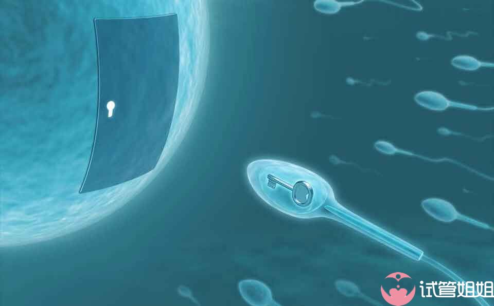 精子DNA碎片分析-美国试管婴儿