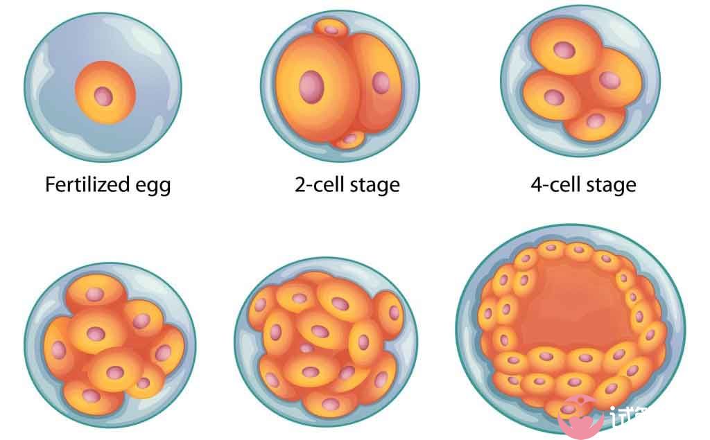 美国试管婴儿养囊全过程