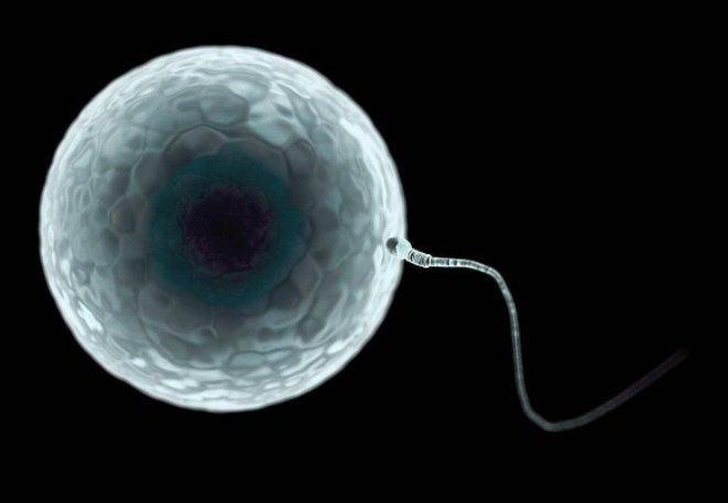试管囊胚成功率高吗，囊胚有哪些优缺点呢？