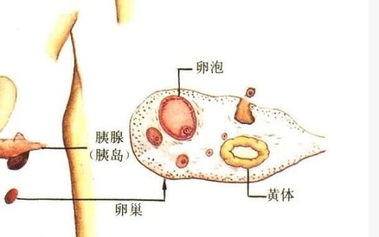干货分享柬埔寨试管婴儿攻略，务必收好