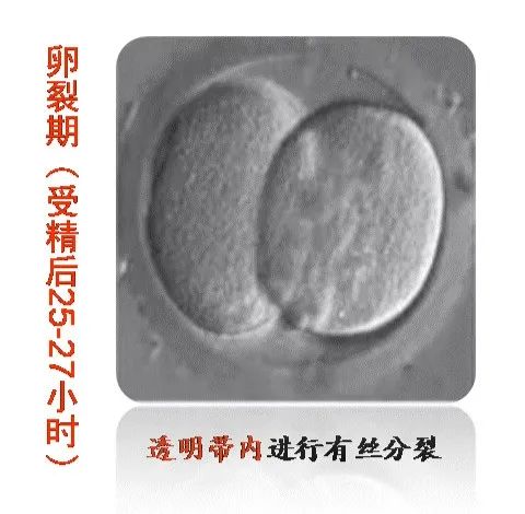 胚胎发育-卵裂期