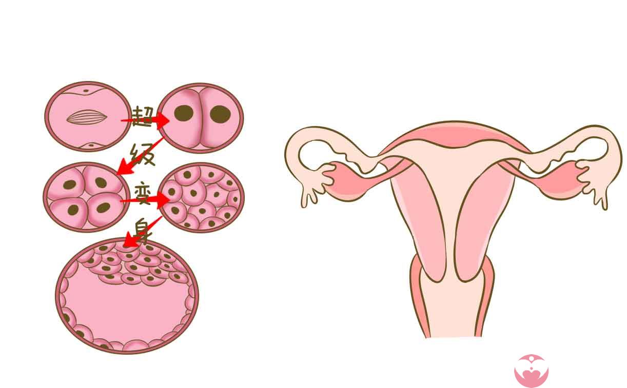 卵巢早衰是否可以根治 卵巢早衰是否可以根治