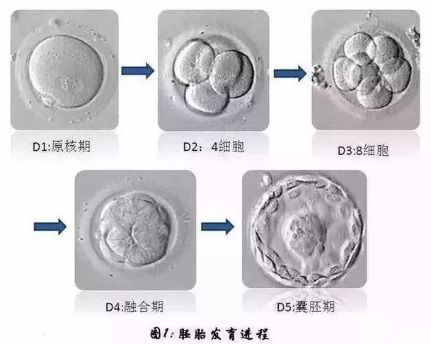 胚胎发育流程图